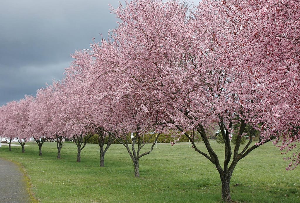 Prunus cerasifera 'Thundercloud' (Cherry Plum) trees in full pink blossom, lined along a grassy path under a grey, overcast sky.