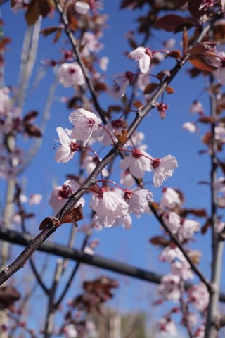 Prunus cerasifera 'Thundercloud' (Cherry Plum) branch with pale pink blossoms and young bronze-purple leaves against a bright blue sky.