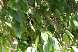 Prunus cerasoides 'Puddum' (Himalayan Cherry) branches with green serrated leaves and small unripe green fruit on thin reddish stalks, in dappled sunlight.