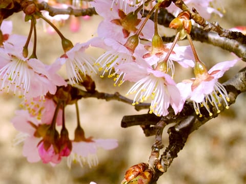 Prunus cerasoides 'Puddum'