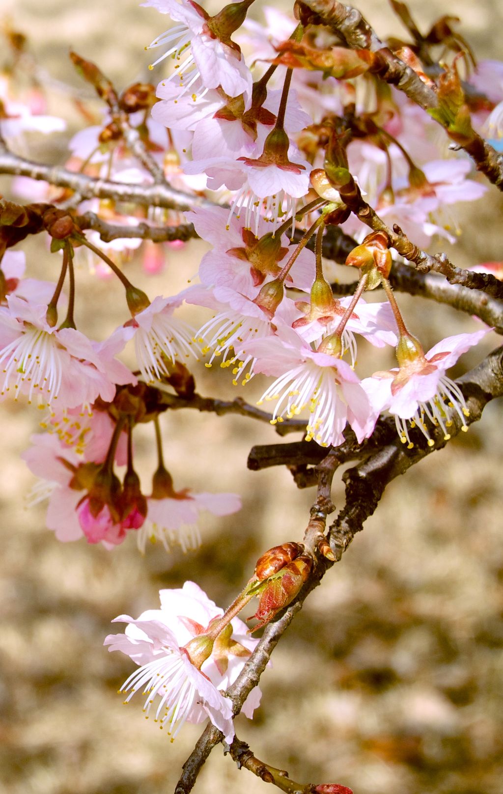 Prunus cerasoides 'Puddum' (Himalayan Cherry) branch with pale pink flowers, long white stamens and reddish-brown buds on bare dark stems.