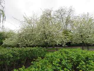 Prunus cerasus 'Rhexii' (Sour Cherry) trees covered in white blossom beside a black iron fence, with green shrubs in the foreground.