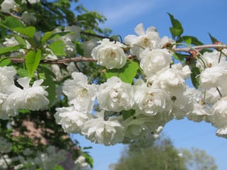 Prunus cerasus 'Rhexii' (Sour Cherry) branch with clusters of fully double white flowers and fresh green leaves against a blue sky.