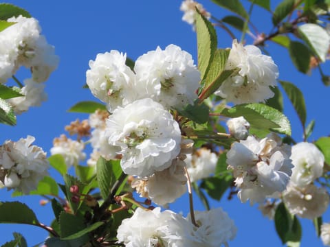 Prunus cerasus 'Rhexii'