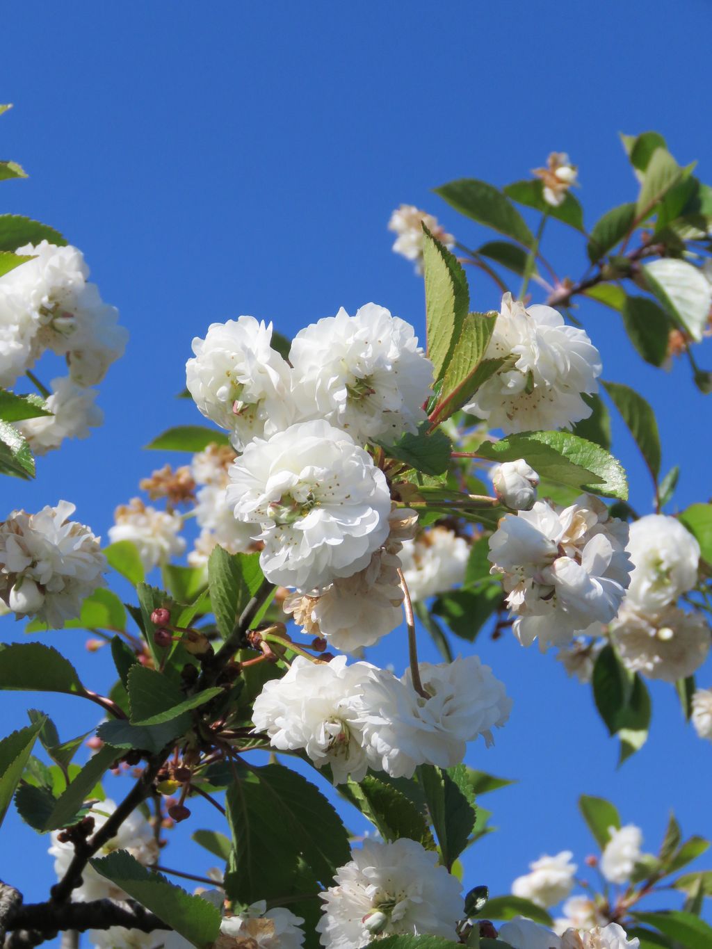 Prunus cerasus 'Rhexii' (Sour Cherry) branches with clusters of fully double white flowers and fresh green serrated leaves against a clear blue sky.