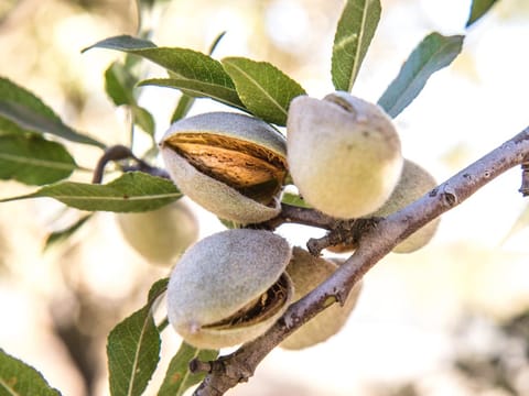 Almond 'All-in-One'
