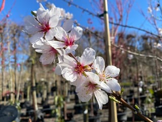 Almond 'Monovale' (Prunus dulcis) blossom, white petals with pink centres and yellow stamens on a bare branch, against blue sky in a nursery.
