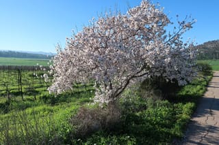 Almond 'Monovale' tree covered in white to pale-pink spring blossom, beside a cracked path with green grass, vines and hills behind.