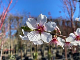 Close-up of Almond 'Monovale' (Prunus dulcis) blossom, with white petals and pink-centred stamens against a blue sky, and nursery stock blurred behind.