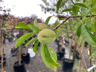 Almond 'Monovale' (Prunus dulcis) branch with two young green fuzzy fruits among serrated leaves, with potted nursery trees blurred behind.