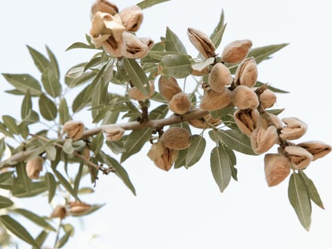 Almond 'Monovale'