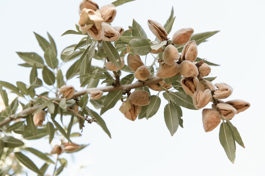 Almond 'Monovale' (Prunus dulcis) branch with clusters of ripe nuts in splitting, velvety tan hulls among slender grey-green leaves, against a pale sky.
