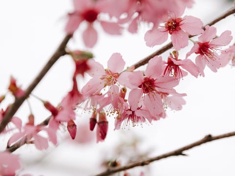Prunus x incam 'Jim's Delight'