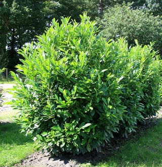 Prunus laurocerasus (Cherry Laurel), a dense evergreen shrub with glossy bright green leaves, growing from a bed of bare soil beside lawn.