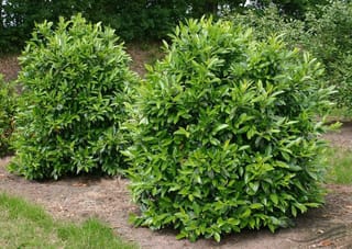 Two dense, rounded Prunus laurocerasus (Cherry Laurel) shrubs with glossy green leaves, growing on bare soil beside grass with taller trees behind.