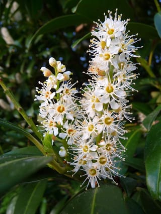 Prunus laurocerasus (Cherry Laurel) flower spikes with small white blossoms and long stamens, set against glossy dark green leaves.