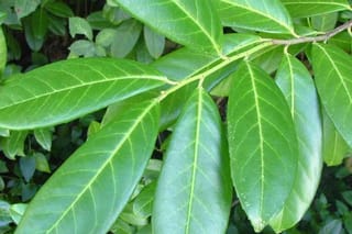 Prunus laurocerasus (Cherry Laurel) branch with large, glossy green oval leaves showing pale central veins, set against dense green foliage.
