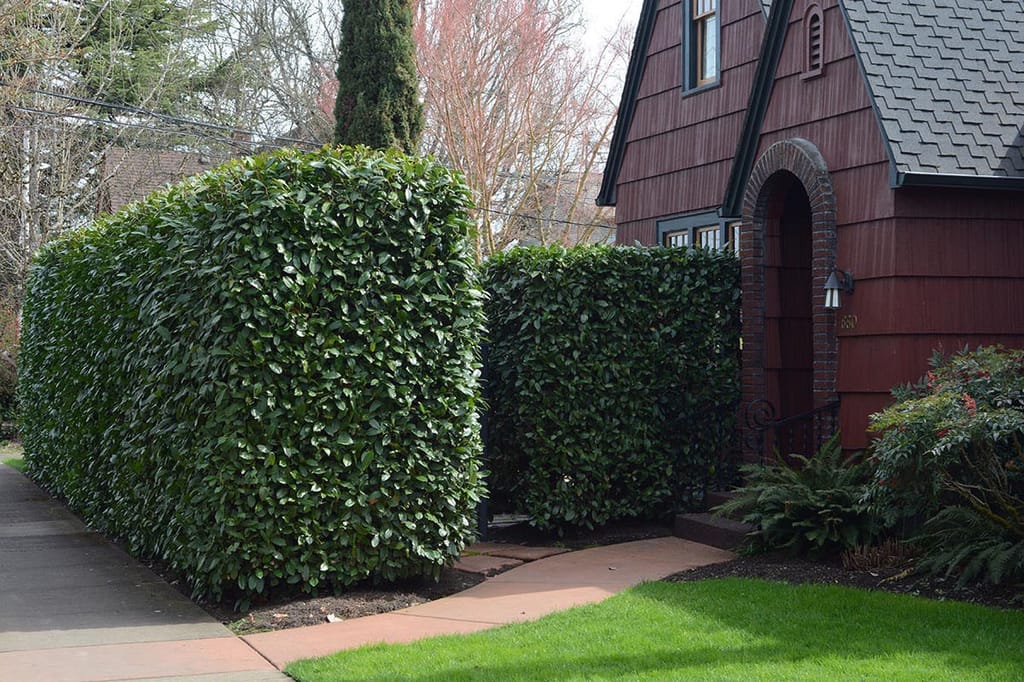 Prunus laurocerasus (Cherry Laurel) trimmed into two dense, square-topped hedges of glossy dark green leaves beside a footpath and a brick-arched house entrance.