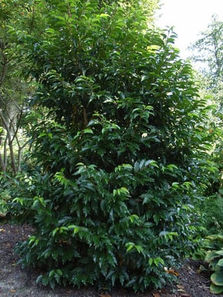 Prunus lusitanica (Portugal Laurel), a dense upright evergreen shrub with glossy dark green leaves and paler new growth, growing in a mulched garden bed.