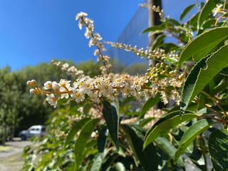 Prunus lusitanica (Portugal Laurel) with upright racemes of small white flowers and buds, red-tinged stems and glossy green leaves against a blue sky.