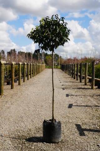 Prunus lusitanica (Portugal Laurel) standard with a rounded head of glossy dark green leaves on a straight bare stem, in a black planter bag on a gravel nursery path.