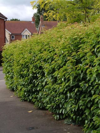 Prunus lusitanica (Portugal Laurel) clipped into a dense hedge of glossy green leaves beside a footpath, with brick houses behind.