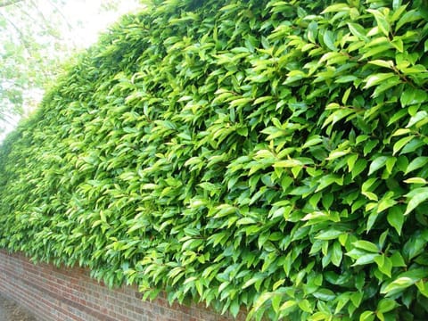 Prunus lusitanica