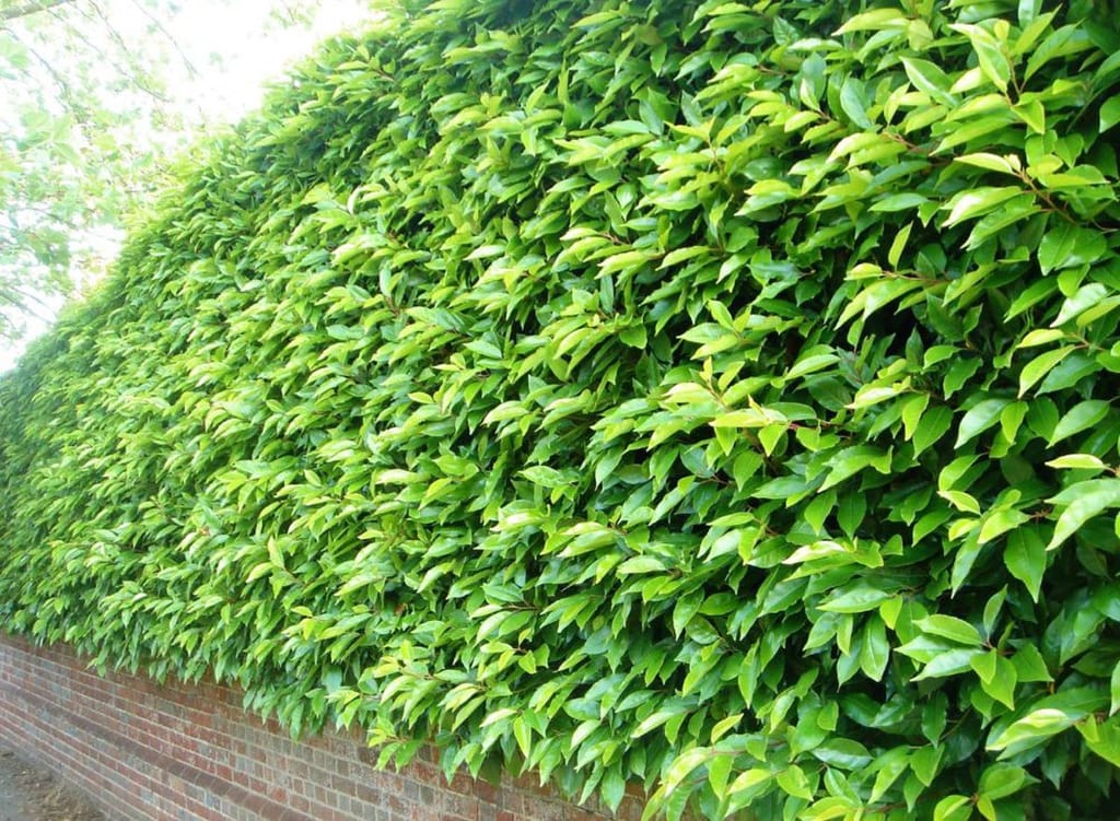 Prunus lusitanica (Portugal Laurel) forming a dense, clipped hedge of glossy green leaves with pale new growth, growing above a red brick wall.