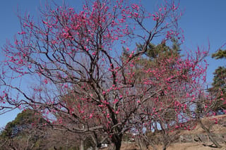 Prunus mume (Japanese Apricot) in full bloom, its bare dark branches covered in deep pink blossoms against a clear blue sky.