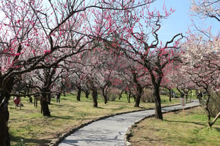 Prunus mume (Japanese Apricot) trees in full bloom with pink, red and white blossoms on bare branches beside a curving path in a park.