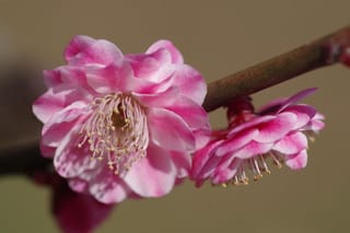 Prunus mume (Japanese Apricot) close-up of two pink blossoms with ruffled petals and pale stamens on a bare brown branch.