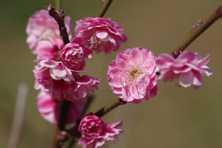 Prunus mume (Japanese Apricot) with double pink blossoms and yellow-tipped stamens clustered along bare brown branches, against a soft blurred background.