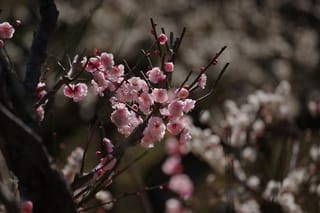 Prunus mume (Japanese Apricot) branch with clusters of pale pink blossoms and red buds on bare dark twigs, against a blurred background of more flowers.