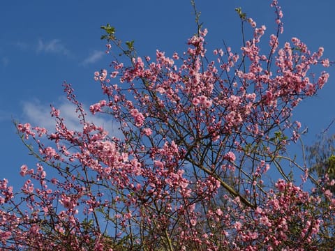 Prunus mume 'Peggy Clarke'