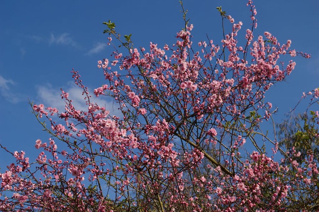 Prunus mume 'Peggy Clarke' (Japanese Apricot) in full bloom, with clusters of pink flowers along slender bare branches against a blue sky.