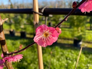 Prunus mume 'The Geisha' (Japanese Apricot) with a pink blossom and red buds on a bare dark branch, in a sunny nursery.