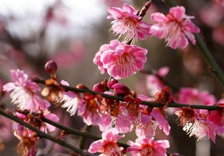 Prunus mume 'The Geisha' (Japanese Apricot) with clusters of pink blossoms and red-brown buds along slender green branches, against a soft blurred background.