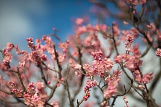 Prunus mume 'The Geisha' (Japanese Apricot) in bloom, with clusters of small pink flowers and buds along bare dark branches against a blue sky.