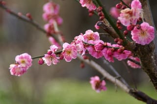 Prunus mume 'The Geisha' (Japanese Apricot) branches with clusters of pink blossoms and red buds on green stems, against a soft blurred background.