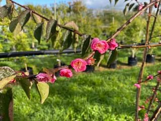 Prunus mume 'The Geisha' (Japanese Apricot) branch with bright pink blossoms and dew-spotted green leaves, in a nursery with potted trees behind.
