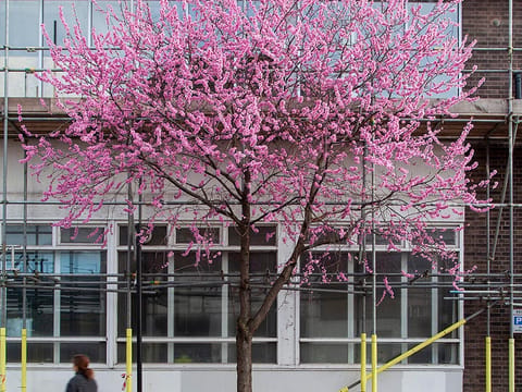 Prunus mume 'The Geisha'