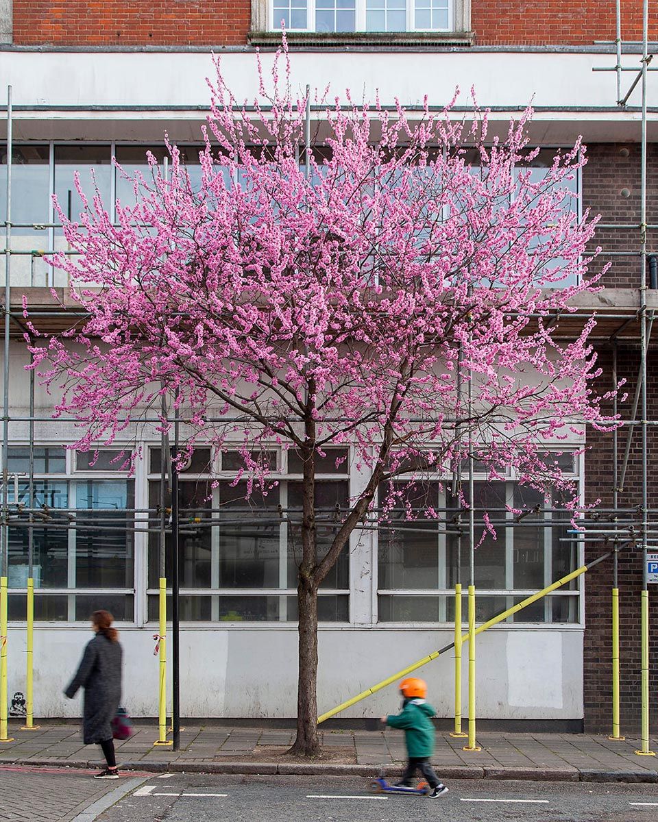 Prunus mume 'The Geisha' (Japanese Apricot) in full bloom on bare branches, covered in pink blossom, growing on a city pavement beside scaffolding.