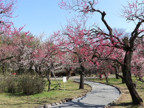 Prunus mume