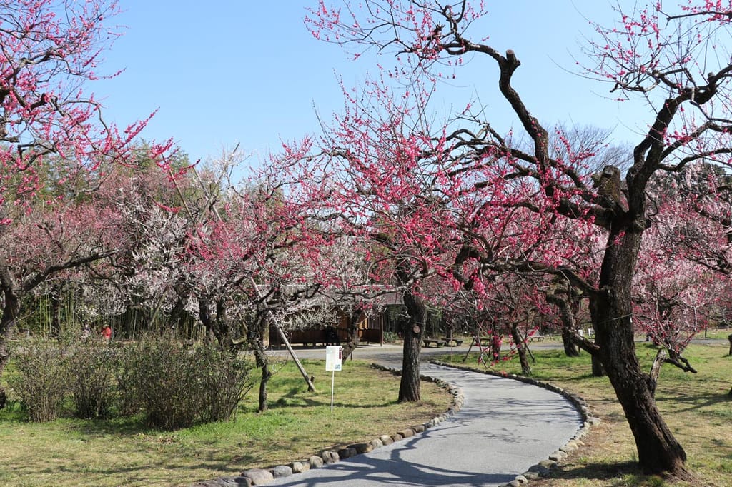Prunus mume (Japanese Apricot) trees in full bloom with pink-red and white blossoms on bare branches, beside a curving path in a park.