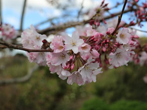 Prunus x subhirtella 'Peggy Wilson'