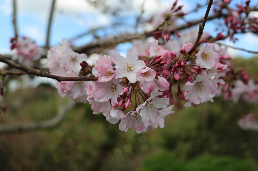 Prunus x subhirtella 'Peggy Wilson' (Higan Cherry) branch with clusters of pale pink blossoms and deep pink buds against a blurred green background.