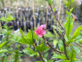 Pink blossom on a Peach 'April White' (Prunus persica) twig with fresh green leaves, with potted nursery trees blurred behind.