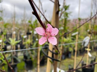 Pink blossom of Prunus persica 'Black Boy' peach on a dark reddish bare stem, with staked young trees in pots blurred behind in a nursery.
