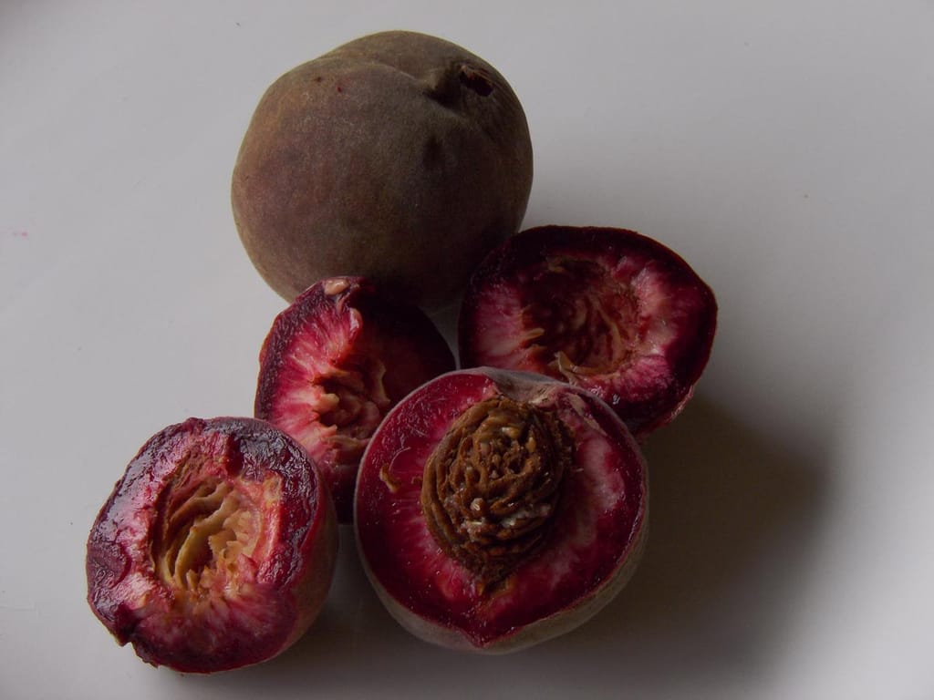 Peach 'Black Boy' fruit, one whole dusky brown-purple peach beside halved fruit showing deep wine-red flesh and a stone, on a pale surface.