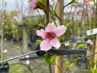 Peach 'Golden Queen' (Prunus persica) in spring, with a pale pink blossom and new green leaves on a slender stem in a nursery row.